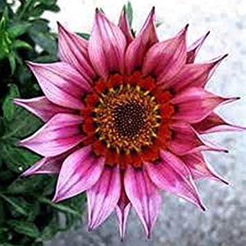 Полу -100pcs rosa Crisantemo Semi Perenne Vaso fiore del Crisantemo Semi Lungo Peopero di fioritura по декоразионе Домастична