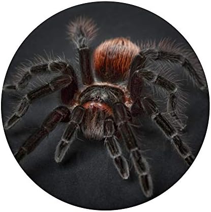 PopSockets Tarantula Spider PopSockets PopGrip: Заменлива зафат за телефони и таблети
